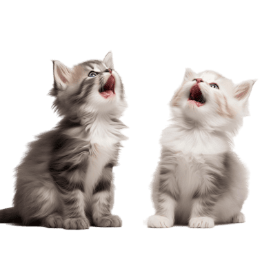 We’re dedicated to helping you understand and train your kitten with confidence