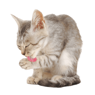 Caring for your kitten's needs from the very beginning